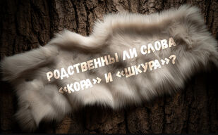 Родственны ли слова «кора» и «шкура»?
